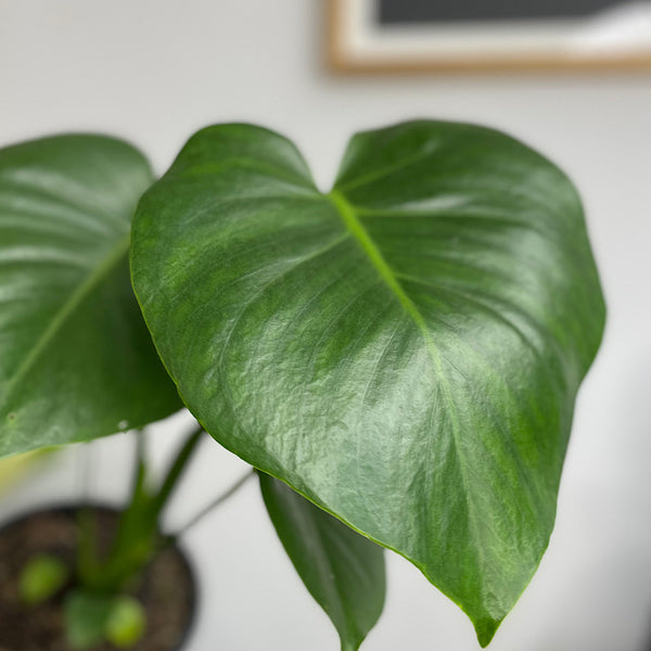 Monstera Deliciosa 130mm