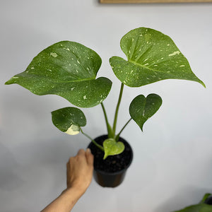Monstera Thai Constellation Variegated 130mm