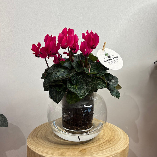 Cyclamen Bright Pink in Medium Self Watering Glass Pot