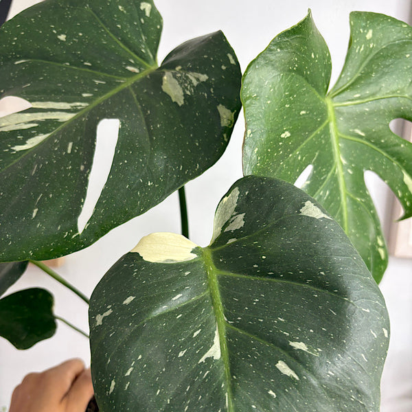 Monstera Thai Constellation Variegated 150mm