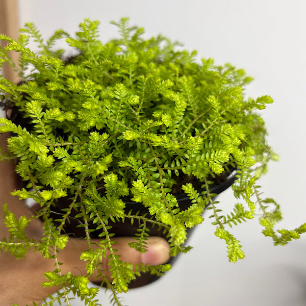 Selaginella Kraussiana Golden Club Moss 120mm