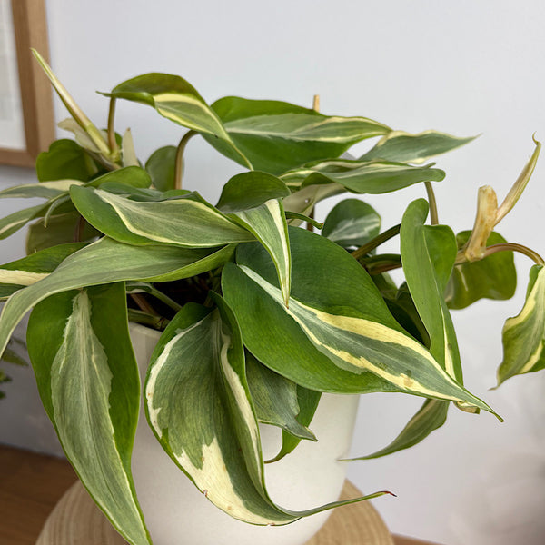 Philodendron Rio in Small Comet Planter Oatmeal