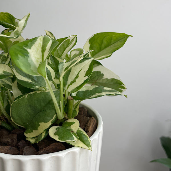 Pothos Snow Queen in Small Athens Pot White