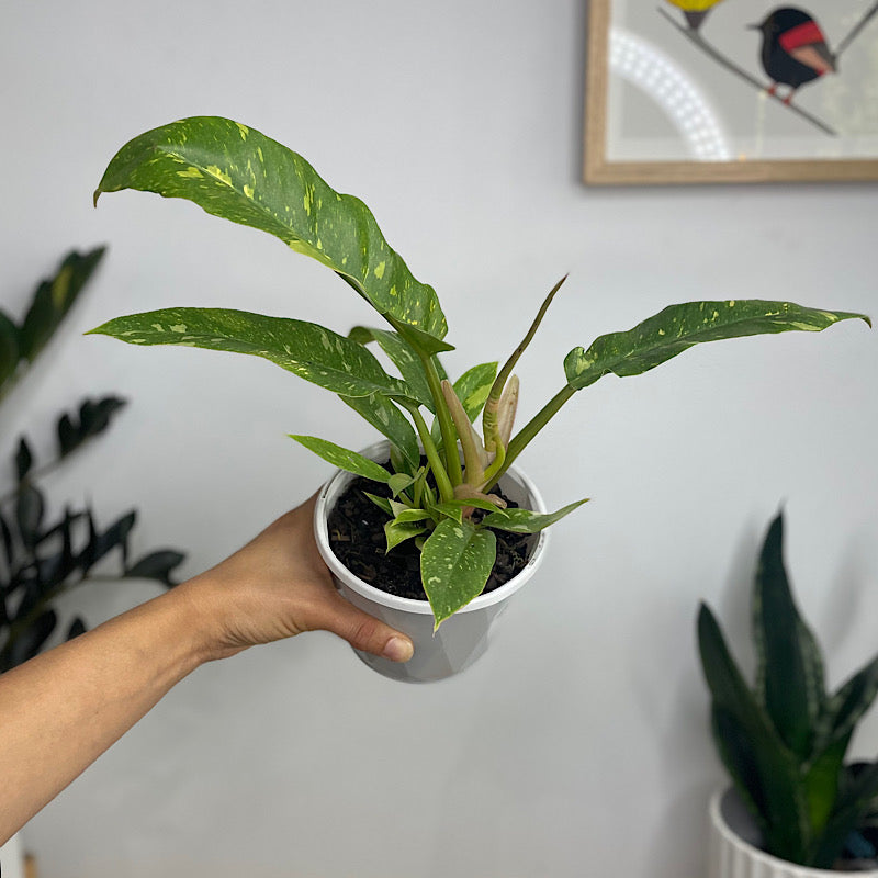 Philodendron Ring of Fire 130mm