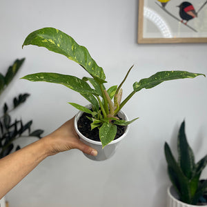 Philodendron Ring of Fire 130mm