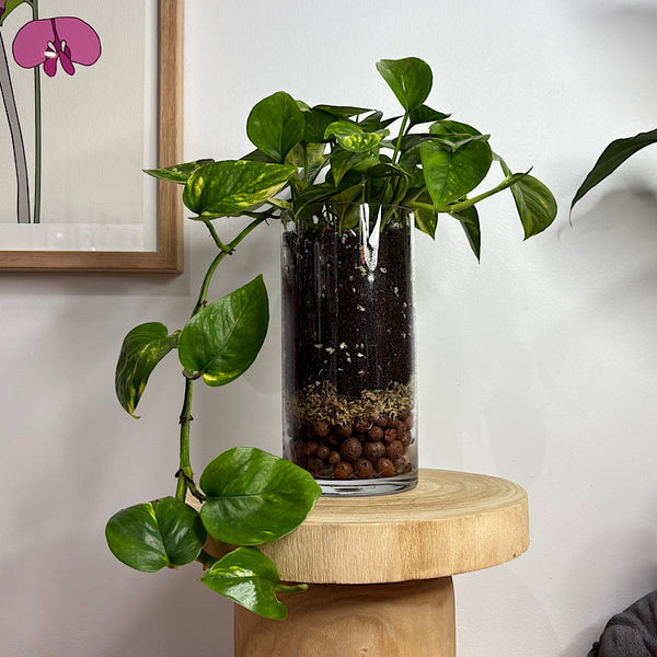 Epipremnum Devil's Ivy Pothos in Glass Cylinder