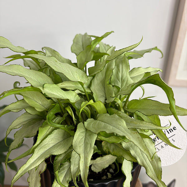 Syngonium Silver Fox in Medium Athens Pot Black