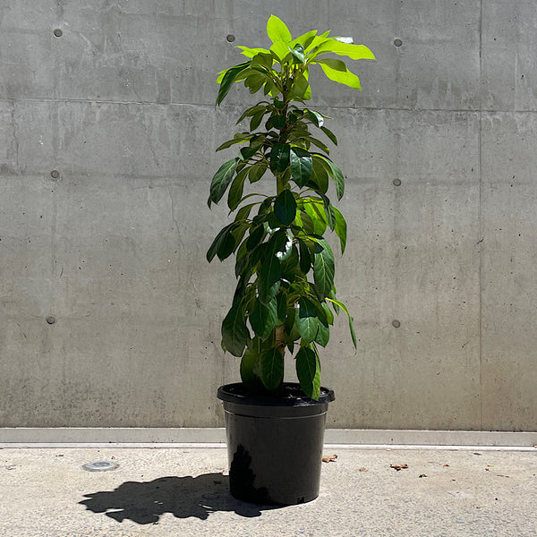 Schefflera Amate Umbrella Tree 300mm