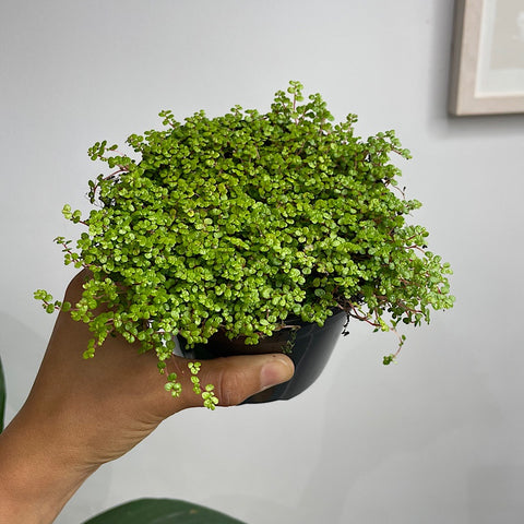 Soleirolia Soleirolii Baby Tears 130mm