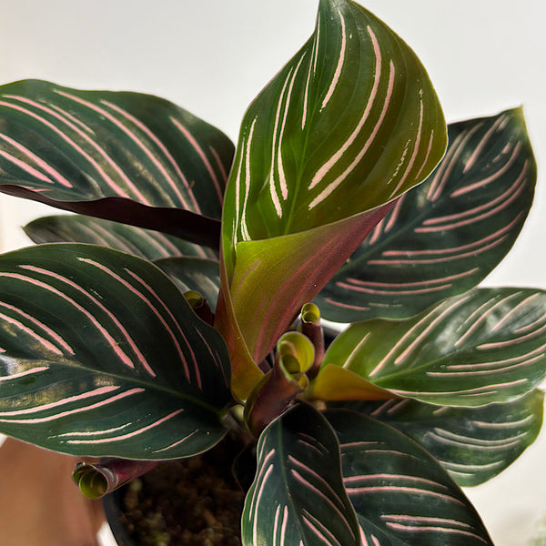 Calathea Sanderiana Pinstripe 100mm