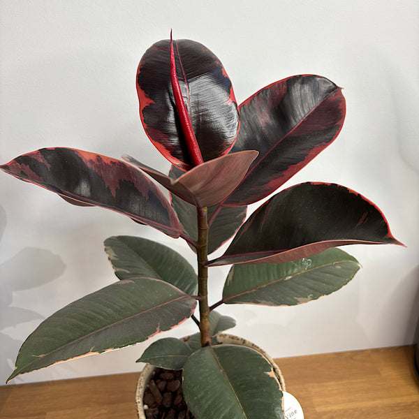Ficus Ruby in Large Gerti Pot Cookies & Cream