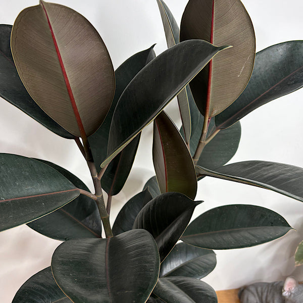 Ficus Burgundy Rubber Tree in X-Large Oslo Pot White