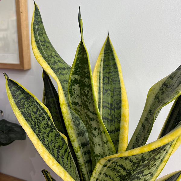 Superba Snake Plant in Large Pollock Pot Limestone