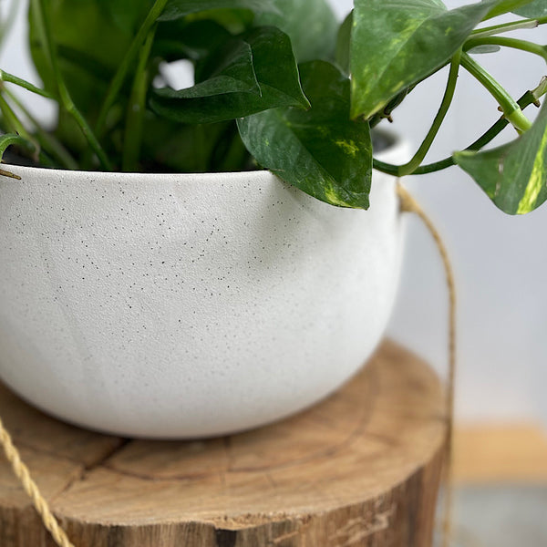 Devil's Ivy in Flo Hanging Pot White