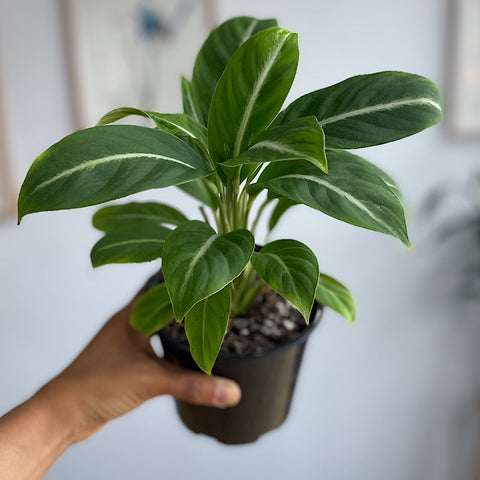 Spathiphyllum Silver Streak Peace Lily 130mm