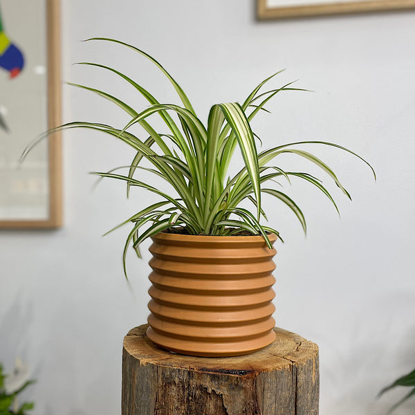 Spider Plant in Berlin Pot Cinnamon