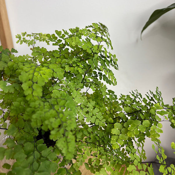 Maidenhair Fern in Tilted Self Watering Glass Pot