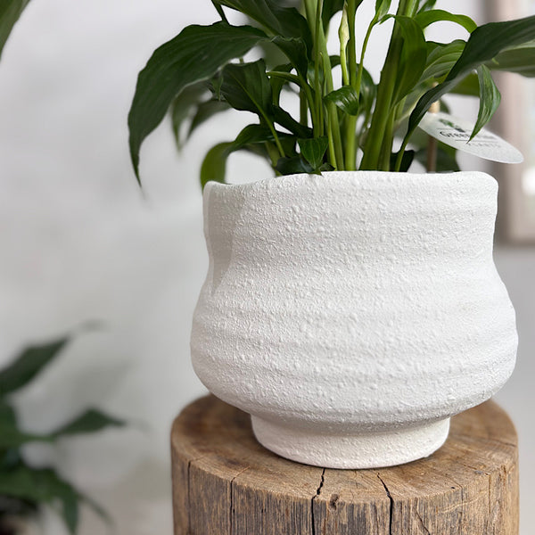 Peace Lily in Landon Pot White