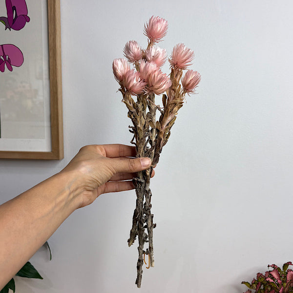 Dried Heath Aster Two Tone Pink