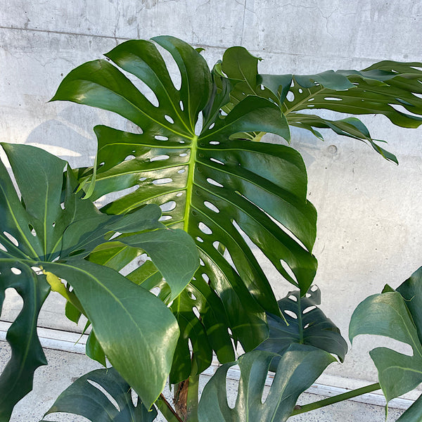 Monstera Deliciosa 250mm