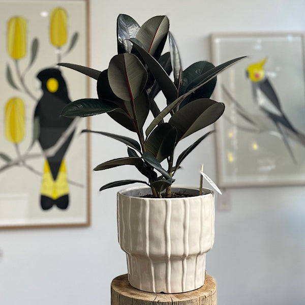 Ficus Burgundy in Large Parker Pot Cream