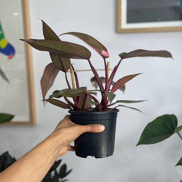 Philodendron Pink Princess 130mm