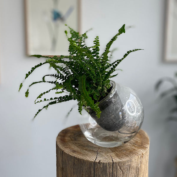 Lemon Button Fern in Tilt Self Watering Glass Pot