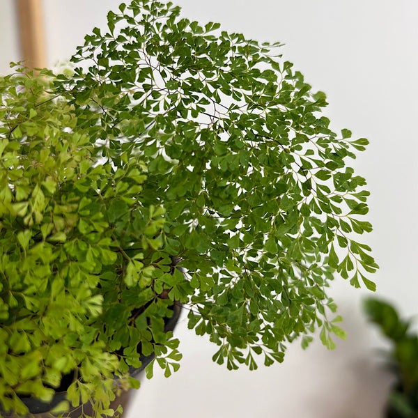 Adiantum Charlotte Maidenhair Fern 100mm