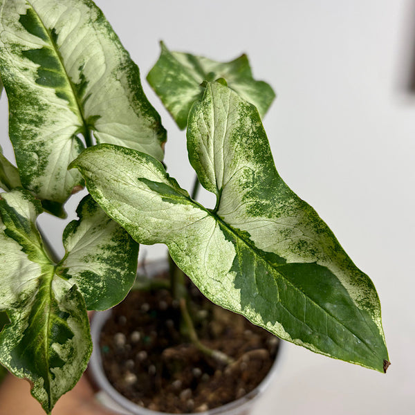 Syngonium Three Kings 105mm