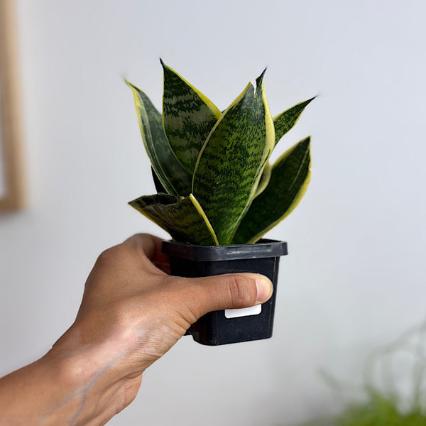 Sansevieria Trifasciata Snake Plant 70mm