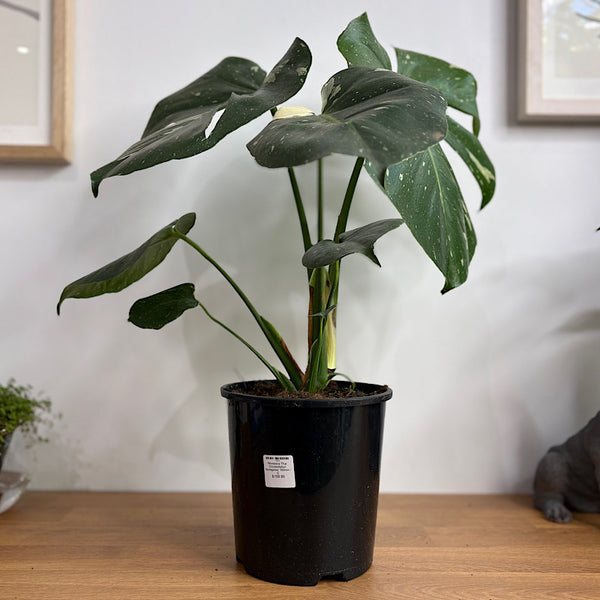 Monstera Thai Constellation Variegated 150mm