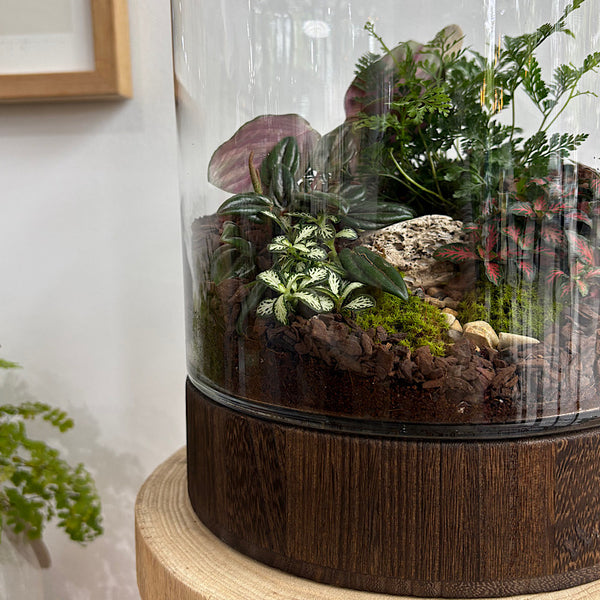 Large Helga Terrarium with Lush Forrest with Timber Base and Ball #1510