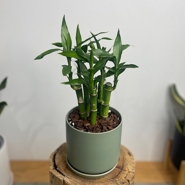 Lucky Bamboo in Small Oslo Pot Eucalyptus