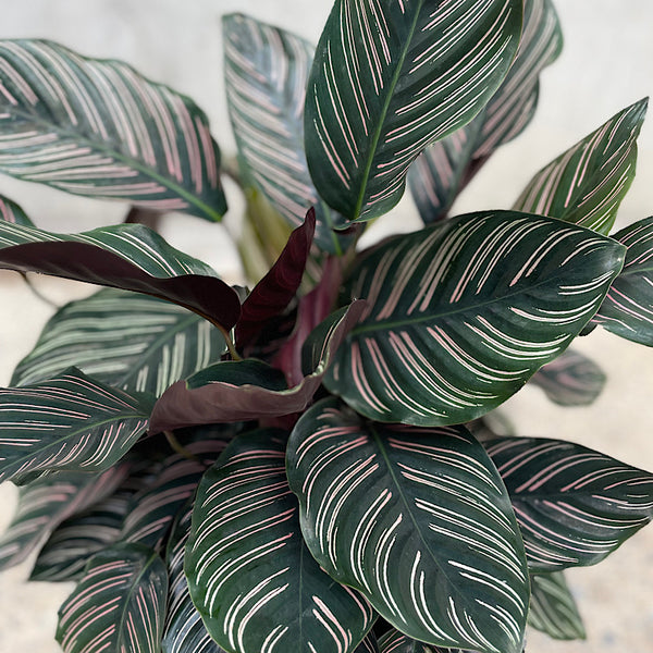 Calathea Ornata Sanderiana Pinstripe 200mm