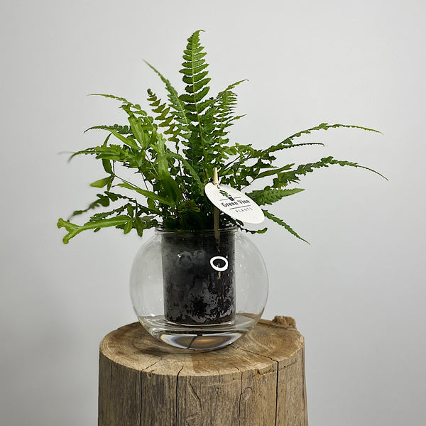 Fern in Medium Self Watering Glass Pot