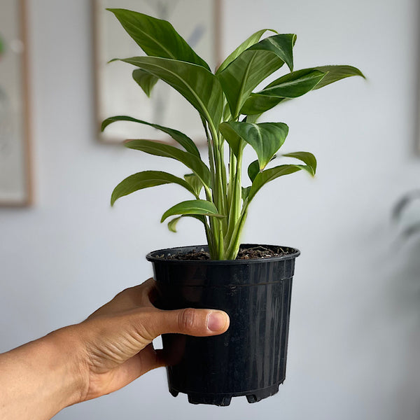 Spathiphyllum Silver Streak Peace Lily 130mm