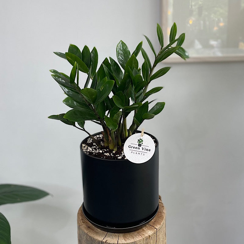 Zanzibar Gem in Large Oslo Pot Black