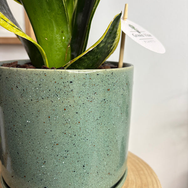 Sansevieria Snake Plant in Medium Oslo Pot Agave