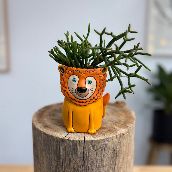 Rhipsalis in Baby Baby Lion Planter