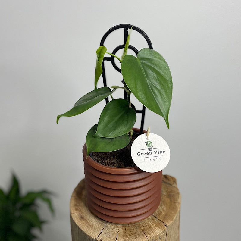 Heart Leaf Philodendron in Berlin Pot Brick