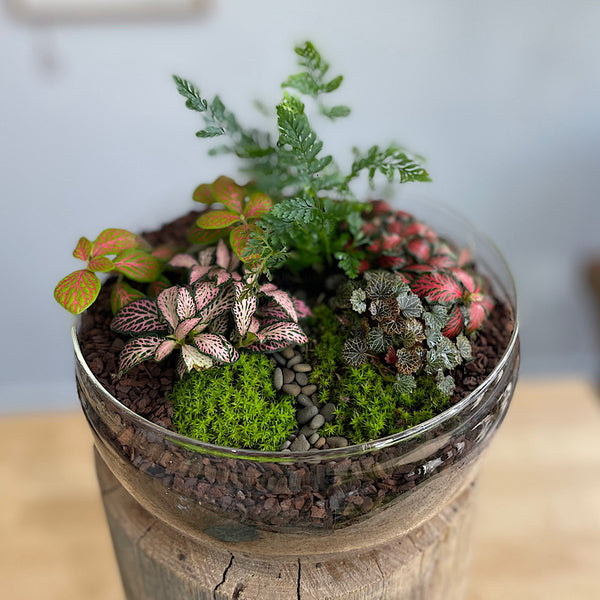 Enclosed Squat Dome Terrarium #0508