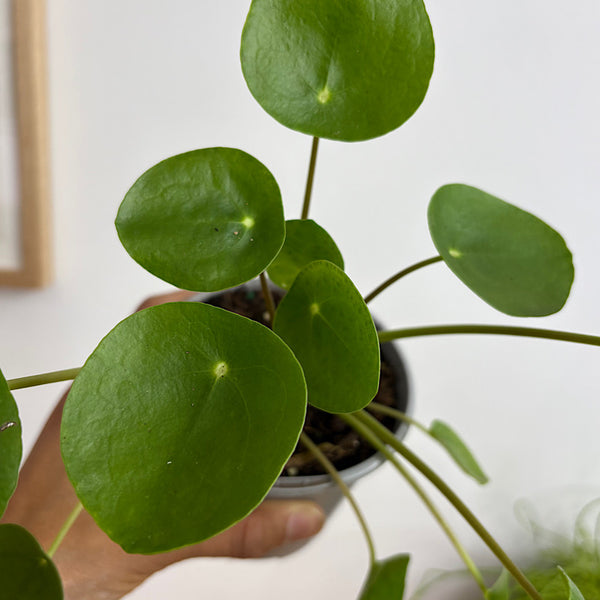 Pilea Peperomioides Chinese Money Plant 105mm