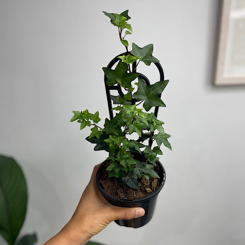 Hedera Helix Pittsburg Ivy 130mm