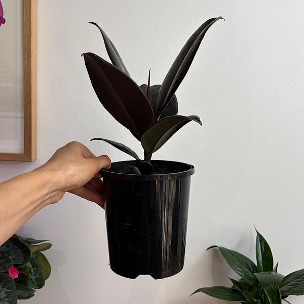 Ficus Elastica Burgundy 140mm