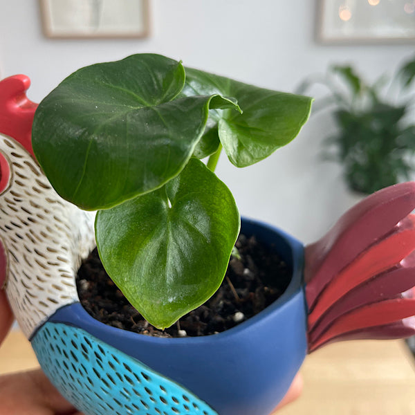 Philodendron in Baby Rooster Planter