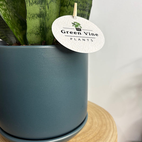 Sansevieria Snake Plant in Medium Oslo Pot Navy