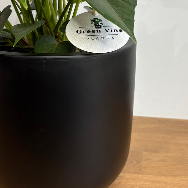 Anthurium Flamingo Flower Red in Winter Egg Pot Black