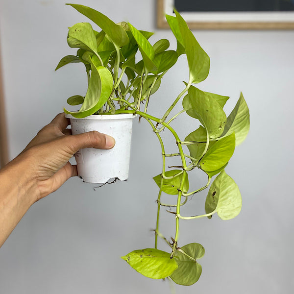 Epipremnum Aureum Neon Goldilocks 90mm