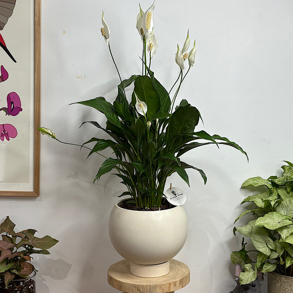 Peace Lily in Large Orbit Pot Oatmeal