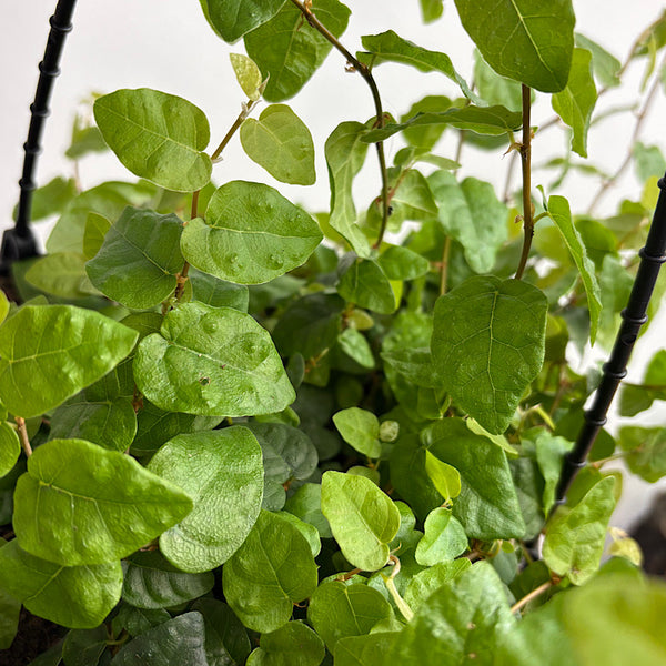 Ficus Pumila Creeping Fig 200mm Hanging